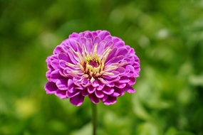 紫色百日菊微距特写摄影图片